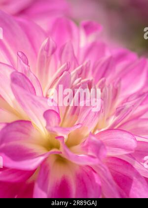 Gros plan du centre d'une dahlia rose pâle et blanche. Banque D'Images