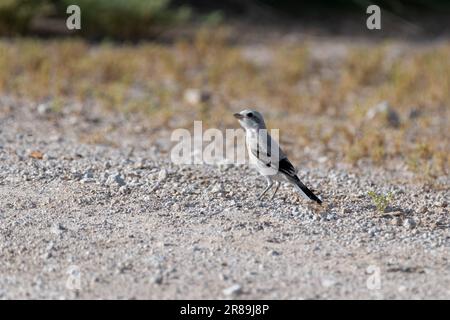 Un petit Shrike gris (Lanius excubitor), un prédateur carnivore qui se nourrit au sol. Banque D'Images