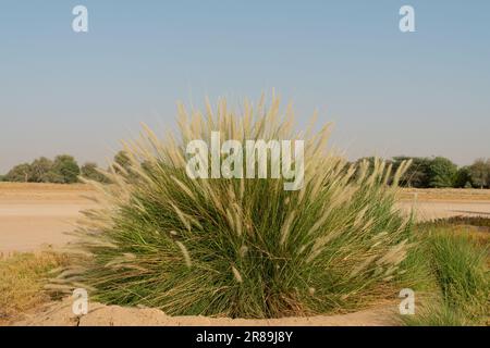 Grand buisson d'herbe ornementale poussant à la réserve de conservation du désert d'Al Marmoom à Al Qudra à Dubaï, Émirats arabes Unis. Banque D'Images