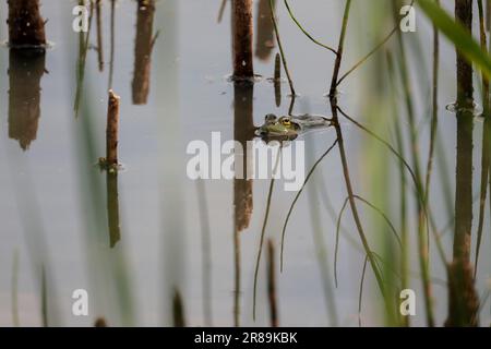 La grenouille de marais Rana ridibunda, dans le lac flottant parmi les roseaux et les yeux de végétation se ferment ensemble le corps verdâtre de museau pointu avec la réflexion de blotches sombres Banque D'Images