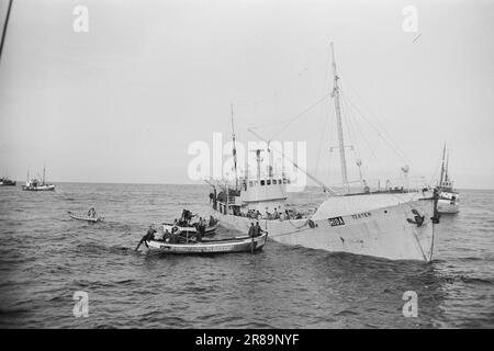 Réel 13-1-1960: Boom sur la mer du hareng la pêche au hareng a échoué pour la troisième année consécutive. Photo: Sverre A. Børretzen / Aktuell / NTB ***PHOTO NON TRAITÉE*** Banque D'Images