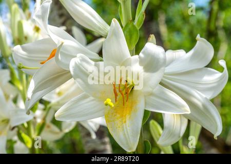 Fleur de lys blanc - France. Banque D'Images