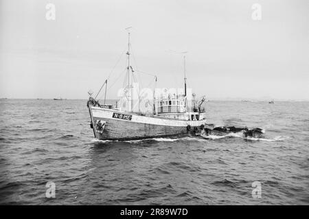 Réel 13-1-1960: Boom sur la mer du hareng la pêche au hareng a échoué pour la troisième année consécutive. Photo: Sverre A. Børretzen / Aktuell / NTB ***PHOTO NON TRAITÉE*** Banque D'Images