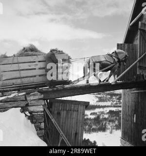 Réel 18-7-1960: Strømbu-Kara six anciens bacheliers ont une pension à Sollia et le rendent si confortable pour les invités qu'ils reviennent vingt ans de suite. Photo: Aage Storløkken / Aktuell / NTB ***PHOTO NON TRAITÉE*** Banque D'Images