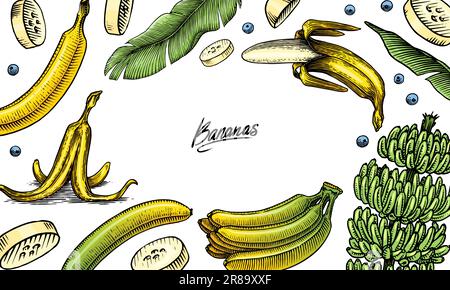 Affiche ou bannière de fruits de banane et feuilles de palmier. Dessiné à la main avec de l'encre dans un style vintage. Motif graphique linéaire. Cuisine végétarienne détaillée. Vecteur Illustration de Vecteur