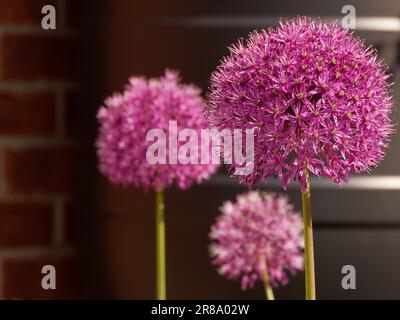 Allium Flower Heads à différentes distances dans Une frontière mixte avec un baril d'eau en arrière-plan. Banque D'Images