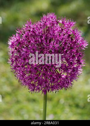 Allium Flower Heads dans une bordure mixte Banque D'Images