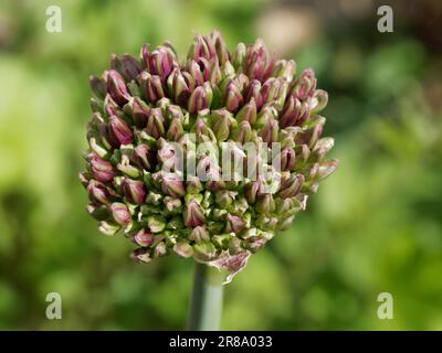 Allium Flower Heads dans une bordure mixte Banque D'Images