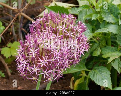 Allium Cristophii en bordure herbacée mixte Banque D'Images