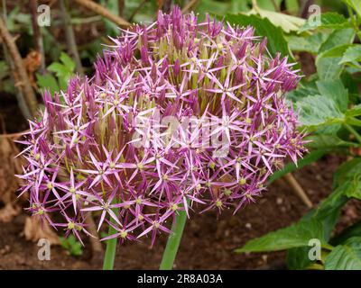 Allium Cristophii en bordure herbacée mixte Banque D'Images