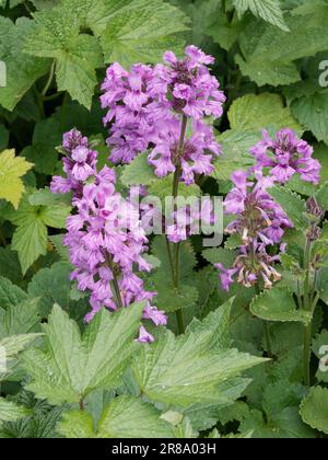 Big Betony, Stachys Macrantha Banque D'Images