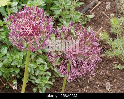 Allium Cristophii en bordure herbacée mixte Banque D'Images