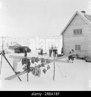 Courant 08-1951: Révolution sur la plaine [image 0032]la plaine de Finnmark a eu ses animaux à traction mécanique, les motoneiges, et l'hégémonie de communication centenaire du renne sur la plaine a été rompue. Les motoneiges, qui ont eu leur première rencontre avec Finnmarksvidda l'hiver dernier, se sont retrouvés bien à la maison avec le terrain. L'acclimatation était à la fois indolore et rapide, et les motoneiges et la population sont déjà à l'aise les uns avec les autres. Comment complètement les nouveaux moyens de transport ont été adoptés par la vidda peut être vu de la relation que l'habitude Banque D'Images