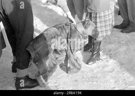 Courant 06-1950: De nouvelles pages à Holmenkollen.cette année le vent était sur le point de souffler l'ensemble de Holmenkollrennet, mais après un report de trois heures il est mort, et le grand festival folklorique qui attire tous, même à ceux qui s'occupent peu pour le sport, est allé de la pile conformément à la réglementation. Voici des photos du photographe Sverre A. Børretzen qui montrent la vie qui s'est déroulée parmi les 90 000 spectateurs avant, pendant et après la course. Photo; Sverre A. Børretzen / Aktuell / NTB ***PHOTO NON TRAITÉE*** Banque D'Images