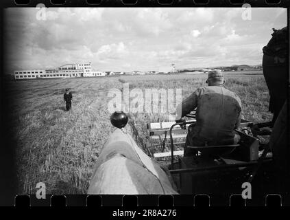 Courant 40-4-1960 : le grain suit la brise du jet. Le grain est cultivé entre les pistes et les taxis à Stavanger Lufthavn Sola.photo: Sverre A. Børretzen / Aktuell / NTB ***PHOTO NON TRAITÉE*** Banque D'Images