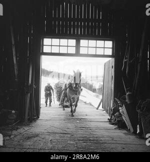 Réel 18-7-1960: Strømbu-Kara six anciens bacheliers ont une pension à Sollia et le rendent si confortable pour les invités qu'ils reviennent vingt ans de suite. Photo: Aage Storløkken / Aktuell / NTB ***PHOTO NON TRAITÉE*** Banque D'Images