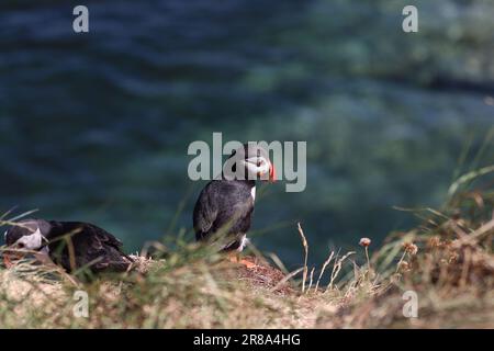 Puffin sur l'île du personnel Banque D'Images