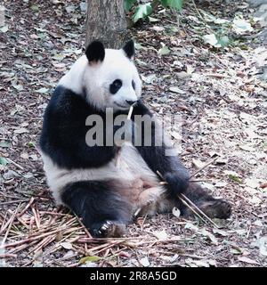 Un ours panda noir et blanc est en empaillage sur une tige de bambou tout en étant assis sur le sol Banque D'Images