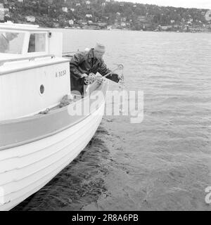 Actuel 31-8-1960: Eaux usées l'eau de baignade nous nous jetons dans le musc plancton et les bactéries intestinales dans le fjord intérieur - mais est-ce dangereux pour la santé? Personne ne sait rien à ce sujet - pour l'instant. Photo: Ivar Aaserud / Aktuell / NTB ***PHOTO NON TRAITÉE*** Banque D'Images