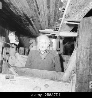 Courant 18-7-1960: Strømbu-Kara six anciens bacheliers ont une pension à Sollia et le rendent si confortable pour les invités qu'ils reviennent vingt ans de suite. Photo: Aage Storløkken / Aktuell / NTB ***PHOTO NON TRAITÉE*** Banque D'Images