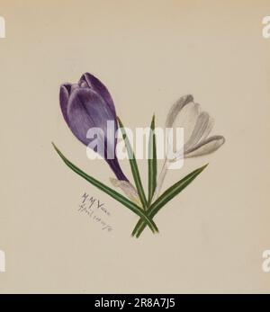 Sans titre (crocuses) 1874 par Mary Vaux Walcott, née Philadelphie, PA 1860-mort St. Andrews, Nouveau-Brunswick, Canada 1940 Banque D'Images