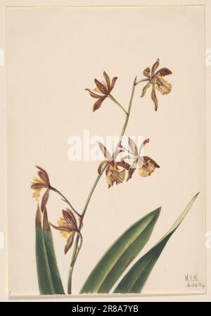 Untitled (Flower Study) 1924 par Mary Vaux Walcott, née Philadelphie, PA 1860-décédée St. Andrews, Nouveau-Brunswick, Canada 1940 Banque D'Images