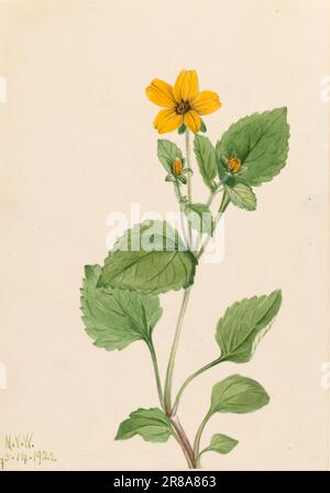 Golden Star (Chrysogonum virginianum) 1922 par Mary Vaux Walcott, née Philadelphie, PA 1860-mort St. Andrews, Nouveau-Brunswick, Canada 1940 Banque D'Images