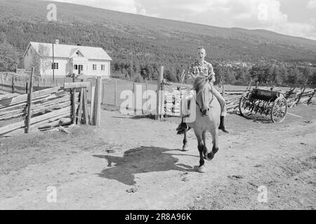 Effectif 28-9-1960 : agriculteur fermier à 15 visite du plus jeune agriculteur du pays, Kjell Løftingsbakken. Kjell dans un intense tront sur Blakka, qui est devenu son propriétaire et propriétaire quand il a pris la ferme à Lesja après son père en avril. Våronna a depuis longtemps été fait sur ses 50 acres de terres cultivées. Photo: Sverre A. Børretzen / Aktuell / NTB ***PHOTO NON TRAITÉE*** Banque D'Images