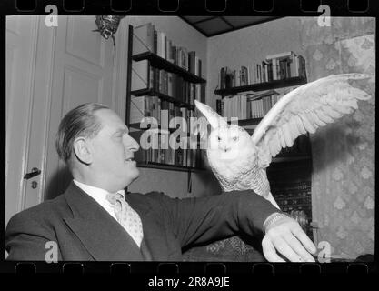 Courant 48-6-1960 : Angry film People Sing out.meterants sont contrariés que le Centre norvégien du film ne comprend pas la production cinématographique de films de la nature et de documentaires. Expert animal Per Høst a gagné une réputation internationale pour ses films. Ici avec un hibou. Photo: Sverre A. Børretzen / Aktuell / NTB ***PHOTO NON TRAITÉE*** Banque D'Images