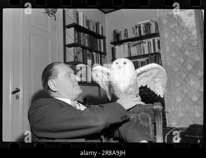 Courant 48-6-1960 : Angry film People Sing out.meterants sont contrariés que le Centre norvégien du film ne comprend pas la production cinématographique de films de la nature et de documentaires. Expert animal Per Høst a gagné une réputation internationale pour ses films. Ici avec un hibou. Photo: Sverre A. Børretzen / Aktuell / NTB ***PHOTO NON TRAITÉE*** Banque D'Images