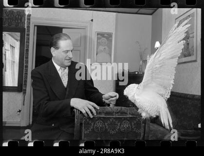 Courant 48-6-1960 : Angry film People Sing out.meterants sont contrariés que le Centre norvégien du film ne comprend pas la production cinématographique de films de la nature et de documentaires. Expert animal Per Høst a gagné une réputation internationale pour ses films. Ici avec un hibou. Photo: Sverre A. Børretzen / Aktuell / NTB ***PHOTO NON TRAITÉE*** Banque D'Images