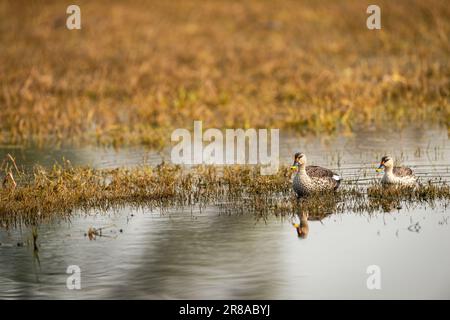 canard indien à bec ou Anas poecilorhyncha paire ou famille avec réflexion dans l'eau en hiver matin au parc national keoladeo bharatpur oiseau Banque D'Images