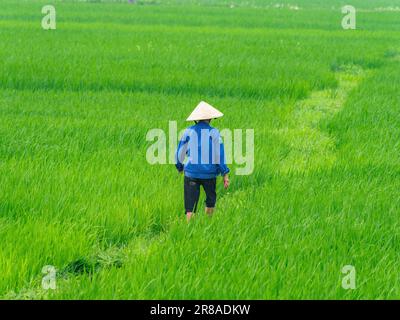 Une agricultrice vietnamienne marchant dans un champ de riz dans la province de Thanh Hoa, au Vietnam. Banque D'Images