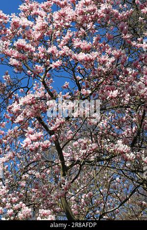 Les fleurs fraîches de magnolia rose pâle atteignent un ciel bleu vif lors d'une journée ensoleillée au début d'avril, dans le sud de l'Angleterre Banque D'Images