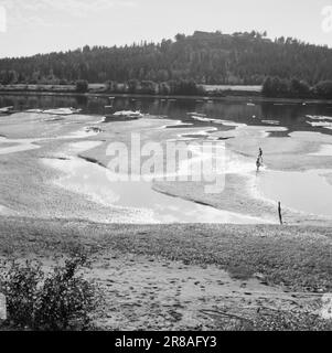 Actuel 17-1-1947: Les rapports de séété catastrophique affluent de tous les coins de la Norvège orientale au sujet des conséquences extrêmement graves de la sécheresse prolongée. Les grands fleuves ont diminué à presque rien. Les immenses bancs de sable que les rivières de l’est de la Norvège sont aujourd’hui en train d’exposer sont une belle vue, mais déprimante. Les enfants ont un merveilleux moment dans les flaques, mais le bois de cette année est laissé derrière. Photo: Aktuell / NTB ***PHOTO NON TRAITÉE*** Banque D'Images