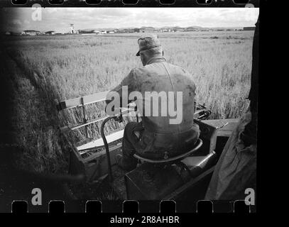 Courant 40-4-1960 : le grain suit la brise du jet. Le grain est cultivé entre les pistes et les taxis à Stavanger Lufthavn Sola.photo: Sverre A. Børretzen / Aktuell / NTB ***PHOTO NON TRAITÉE*** Banque D'Images