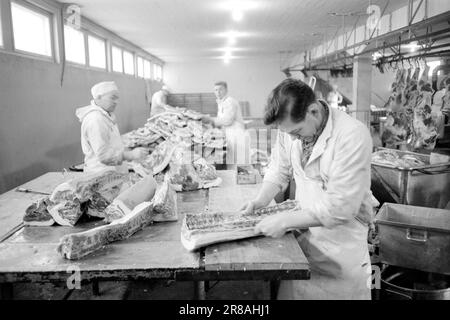 Actuel 9-7-1960 : avec le cochon dans le dos le fantôme de vente Gunnar Nilsen qui a ouvert la plus grande maison de cochon de Norvège raconte pourquoi et comment il fait des millions. Photo; Sverre A. Børretzen / Aktuell / NTB ***PHOTO NON TRAITÉE*** Banque D'Images