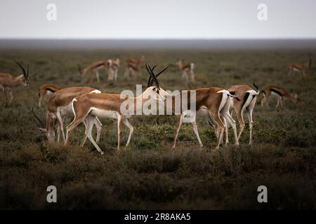 Un troupeau d'antilopes sauvages d'impala, rooibok, dans la savane du parc national du Serengeti, Tanzanie, Afrique, gazelle Banque D'Images