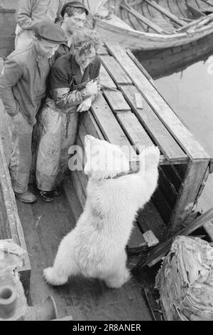Réel 18-1947: Avant-poste norvégien SvalbardNorvégien dans l'océan Arctique actuellement en visite à Longyearbyen à Svalbard et donnant aux lecteurs un goût de la vie comme mineur ou trappeur. Photo : Th. Skotaam / Aktuell / NTB ***PHOTO NON TRAITÉE*** Banque D'Images