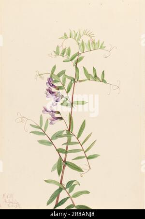 American Vetch (Vicia americana) 1922 par Mary Vaux Walcott, née Philadelphie, PA 1860-mort St. Andrews, Nouveau-Brunswick, Canada 1940 Banque D'Images