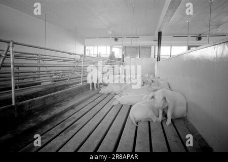 Actuel 9-7-1960 : avec le cochon dans le dos le fantôme de vente Gunnar Nilsen qui a ouvert la plus grande maison de cochon de Norvège raconte pourquoi et comment il fait des millions. Photo; Sverre A. Børretzen / Aktuell / NTB ***PHOTO NON TRAITÉE*** Banque D'Images