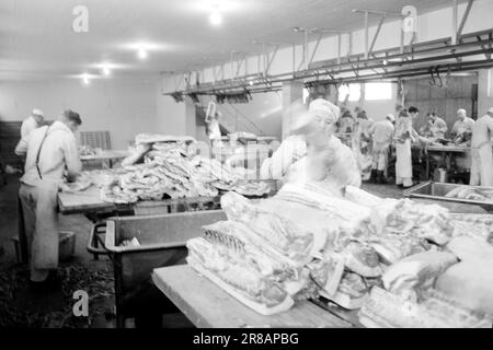 Actuel 9-7-1960 : avec le cochon dans le dos le fantôme de vente Gunnar Nilsen qui a ouvert la plus grande maison de cochon de Norvège raconte pourquoi et comment il fait des millions. Photo; Sverre A. Børretzen / Aktuell / NTB ***PHOTO NON TRAITÉE*** Banque D'Images