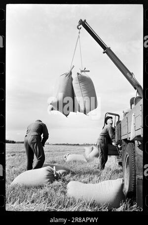 Courant 40-4-1960 : le grain suit la brise du jet. Le grain est cultivé entre les pistes et les taxis à Stavanger Lufthavn Sola.photo: Sverre A. Børretzen / Aktuell / NTB ***PHOTO NON TRAITÉE*** Banque D'Images