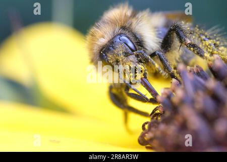 Un bourdon sur un tournesol Banque D'Images