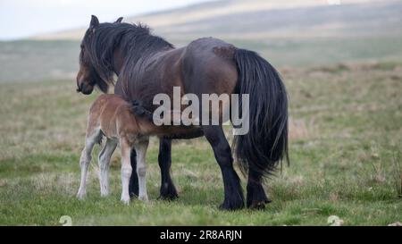 Fell Pony sur les landes ouvertes de Wild Boar est tombé dans les Yorkshire Dales, avec un nouveau-né. Le Fell Pony est originaire du Royaume-Uni avec seulement environ 650 Banque D'Images