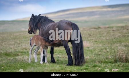 Fell Pony sur les landes ouvertes de Wild Boar est tombé dans les Yorkshire Dales, avec un nouveau-né. Le Fell Pony est originaire du Royaume-Uni avec seulement environ 650 Banque D'Images