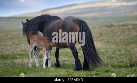 Fell Pony sur les landes ouvertes de Wild Boar est tombé dans les Yorkshire Dales, avec un nouveau-né. Le Fell Pony est originaire du Royaume-Uni avec seulement environ 650 Banque D'Images