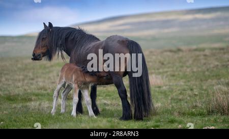 Fell Pony sur les landes ouvertes de Wild Boar est tombé dans les Yorkshire Dales, avec un nouveau-né. Le Fell Pony est originaire du Royaume-Uni avec seulement environ 650 Banque D'Images