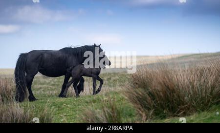 Fell Pony sur les landes ouvertes de Wild Boar est tombé dans les Yorkshire Dales, avec un nouveau-né. Le Fell Pony est originaire du Royaume-Uni avec seulement environ 650 Banque D'Images