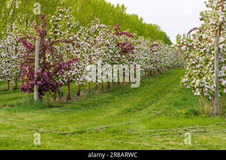 Un verger de pommes dans le comté de Door, Wisconsin. Bien que le plus connu pour ses vergers de cerisiers, il y a aussi un nombre abondant de vergers de pommiers ici. Banque D'Images